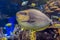 Bignose unicornfish Naso vlamingii tropical sea and ocean fish