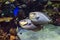 Bignose unicornfish Naso vlamingii tropical sea and ocean fish, close up, Couple together,detail