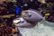 Bignose unicornfish Naso vlamingii tropical sea and ocean fish, close up, Couple together,detail