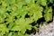Bigroot geranium or Geranium macrorrhizum ornamental flowering plant large light green lobed palmate leaves planted next to