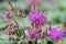 Bigroot Geranium macrorrhizum, flowers and buds