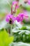 Bigroot Geranium macrorrhizum, lilac flower with bumblebee