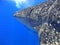 The bigâ€‹ whale shark under the deep blue sea during scuba diving trip