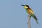 Bijeneter, European Bee-eater, Merops apiaster