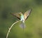 Bijeneter, European Bee-eater, Merops apiaster