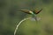 Bijeneter, European Bee-eater, Merops apiaster