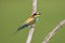 Bijeneter, European Bee-eater, Merops apiaster