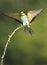 Bijeneter, European Bee-eater, Merops apiaster