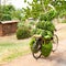 Bike without driver? Bike loaded upwards with many bunches of green ripe cooking bananas, plantains, Uganda, Africa.