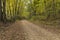 Bike & Hiking Trail In The Woods