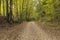 Bike & Hiking Trail In The Woods