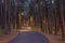 Bike lane through a pine forest at night, lighted by street lanterns