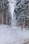 Bike lane in the winter forrest