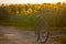 A bike left in the sunflower fields