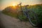 A bike left in the sunflower fields