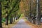 Bike path flanked by yellow and green trees, and fallen leaves on ground in autumn.