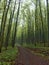 Bike path in forest, Wurmtal in Bavaria, Germany