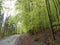 Bike path in forest, Wurmtal in Bavaria, Germany