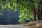 Bike path next to green trees and some brown grass