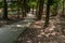 Bike path or trail through woods with a view