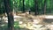 Bike rider is cycling over obstacles in the forest