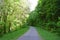 Bike Road in Spring Green Forest