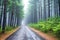 bike route through dense foggy pine forest