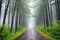 bike route through dense foggy pine forest