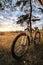 Bike stands at edge of pine forest in the dramatic evening sky