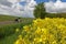 The bike stands on the edge of a rapeseed field