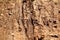 Bike tire tracks on muddy trail royalty. Tire tracks on wet muddy road, abstract background, texture material.