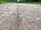 Bike, tractor, excavator, car, automotive tire tracks on muddy trail. Mud and wheel trace on road after rain.