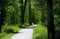 Bike Trail Through Forest