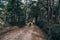 Bike traveller in a forest of Patagonia