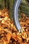 Bike wheel and tire tread with autumn leaves