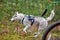 Bikejoring sled dog mushing race