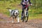 Bikejoring sled dog mushing race