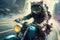 biker cat, speeding down highway on its way to new adventure