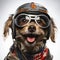 Biker dog wearing motorcycle goggles and crash helmet