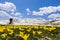 Biker through field of wildflowers