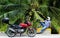 Biker with a motorcycle resting under a palm tree with coconuts, Philippines