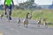 A Biker Passing Goose Family on Bay Trail