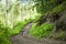 Biker pushes bicycle up in the green forest