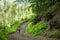 Biker pushes bicycle up in the green forest