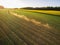 Biker rides in agriculture fields in summer.