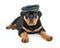 Biker Rottweiler Puppy