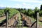 Bikes in vineyard