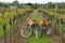 Bikes in vineyard