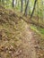 Biking trail woods trees peaceful