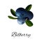 Bilberries isolated icon. Vector illustration